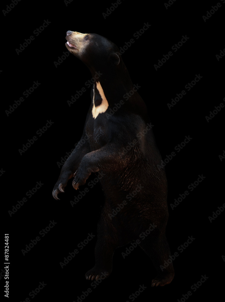 Fototapeta premium malayan sunbear in the dark background