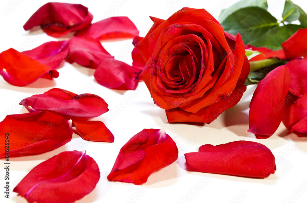 fallen rose petals fallen rose petals