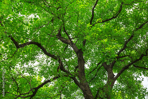forest trees    nature green backgrounds