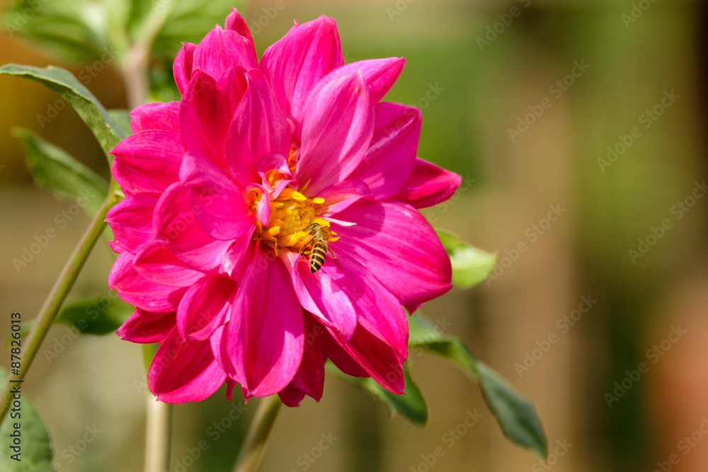 pink flower with bee, Dahlia pink flower with bee, Dahlia
