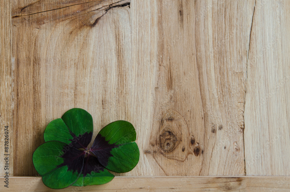 Vierblättriges Kleeblatt StockFoto Adobe Stock