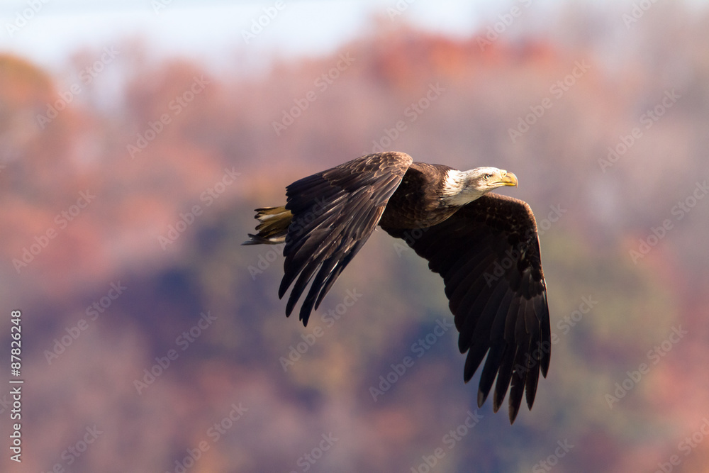Obraz premium bald eagle in flight