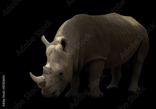 white rhinoceros isolated