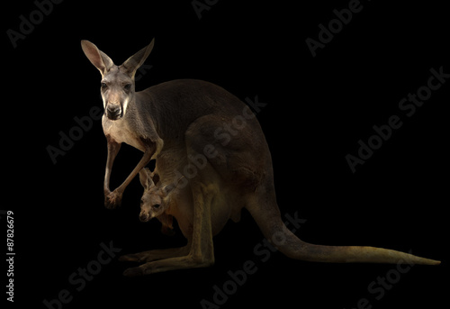 red kangaroo standing in the dark