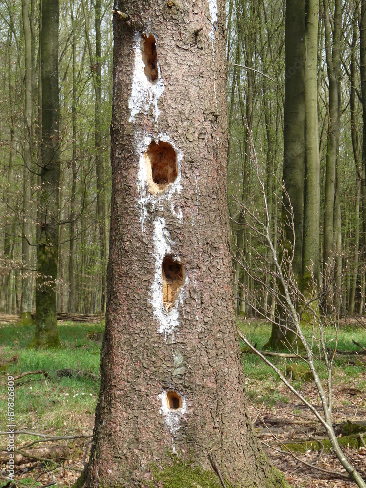 Fototapeta premium Fichte mit Spechthöhle im Hochwald