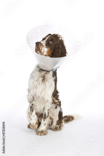 Billede på lærred English Springer Spaniel mit Schutzkragen