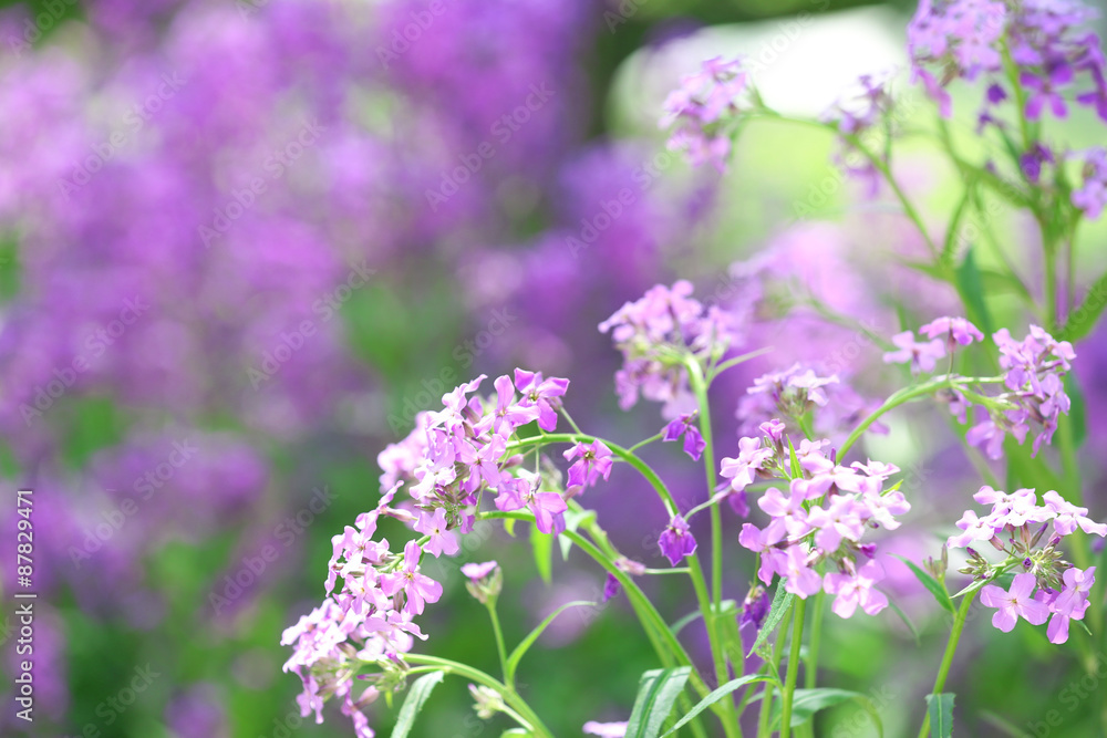 Closeup of purple wildflowers