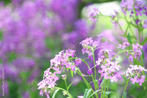 Closeup of purple wildflowers © Africa Studio