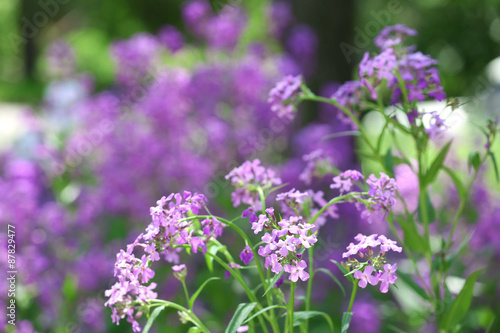 Closeup of purple wildflowers