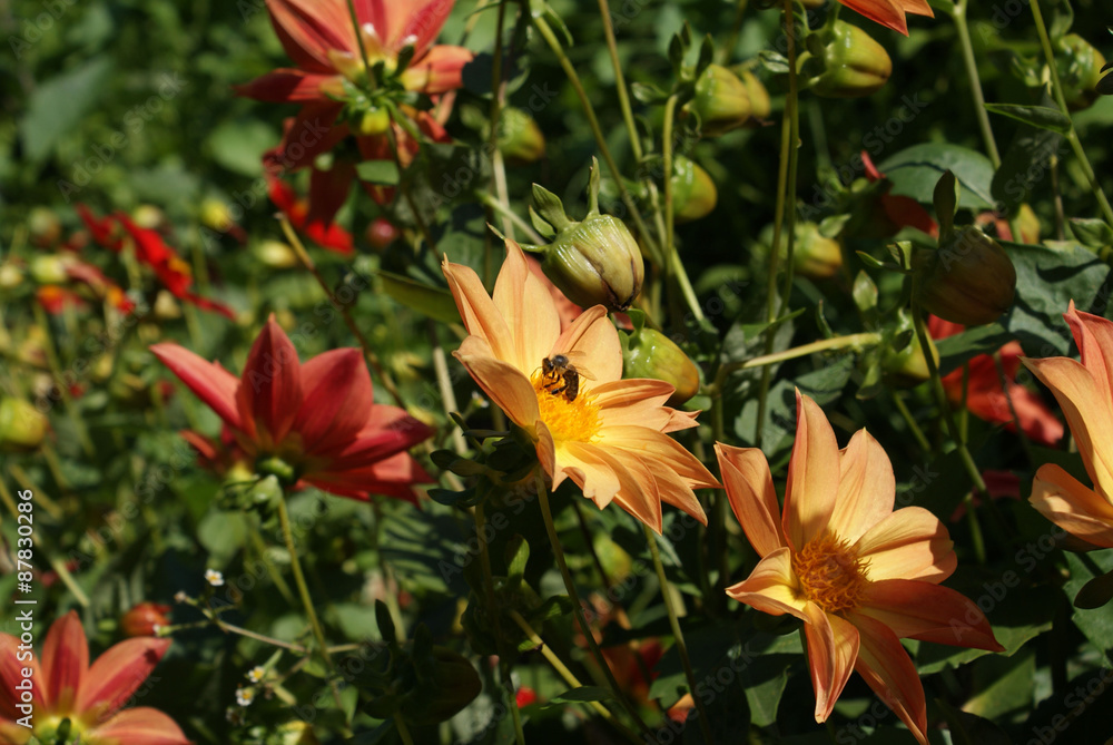 Obraz premium Георгины