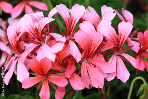 Fototapeta Naklejka Na Ścianę i Meble -  Geranium peltatum or French hanger