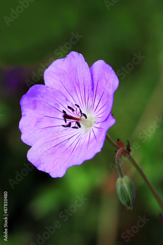 Fototapeta Naklejka Na Ścianę i Meble -  Geraniums- Pelargonium