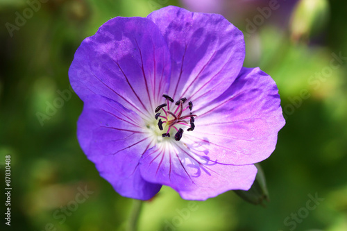 Fototapeta Naklejka Na Ścianę i Meble -  Geraniums- Pelargonium flower