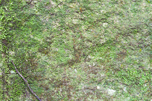 Green moss on rock texture background