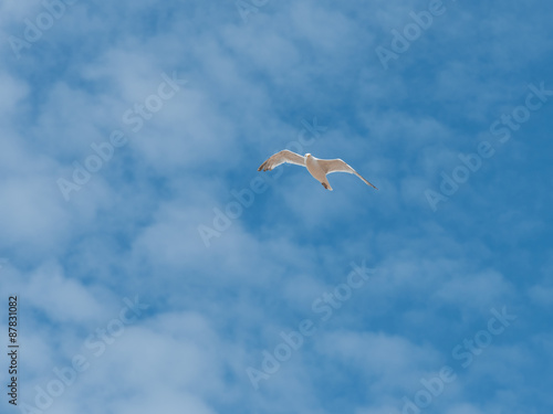 Möwe fliegt frei unter den blauen Himmel photo