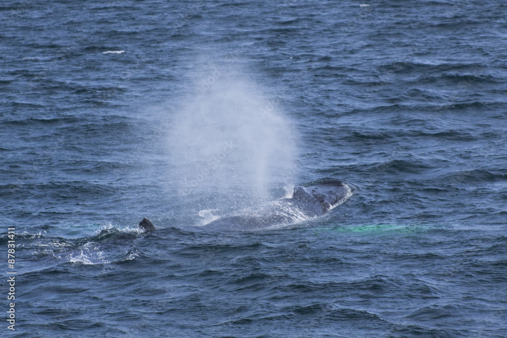 Fototapeta premium Whale watching.
