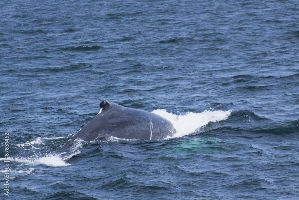 Obraz premium Whale watching.