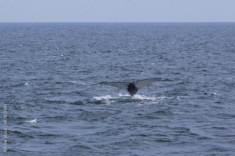 Fototapeta premium Whale watching.