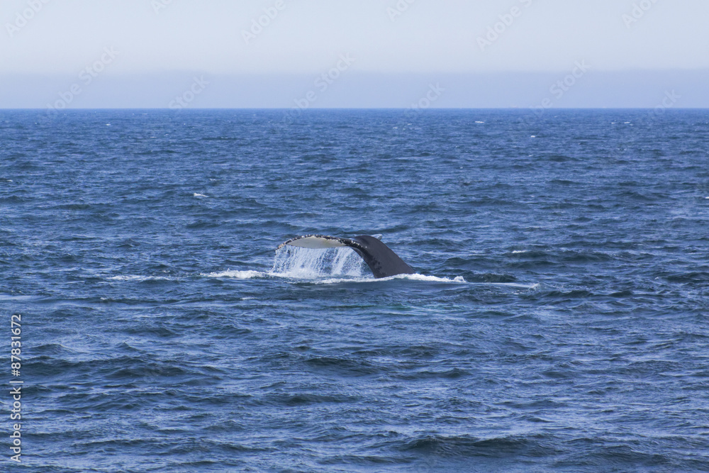 Fototapeta premium Whale watching.