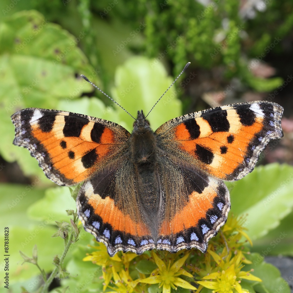 Obraz premium The Small tortoiseshell (Aglais urticae) are sitting on the flowers.