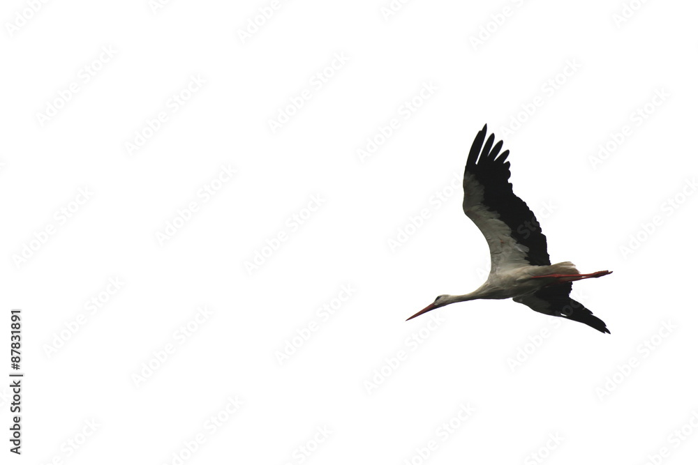 Fototapeta premium beautiful flying stork isolated on white background close-up