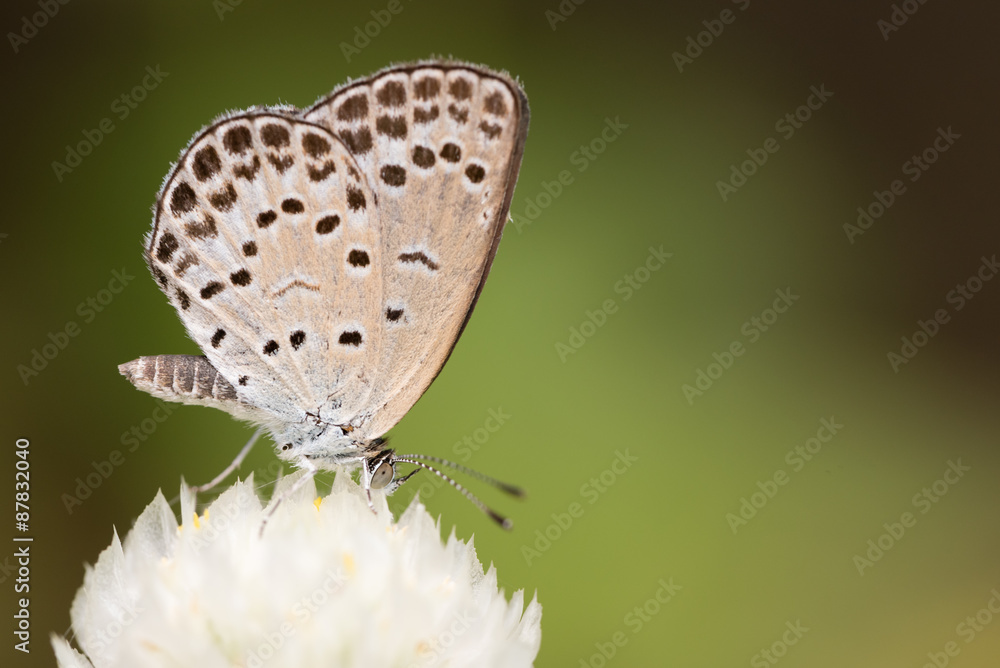 custom made wallpaper toronto digitalSmall White Butterfly on White Flower