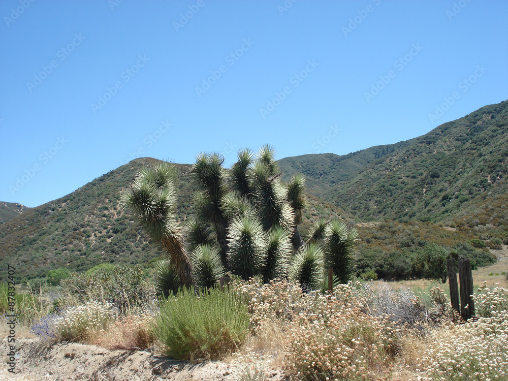Obraz premium Joshua Tree