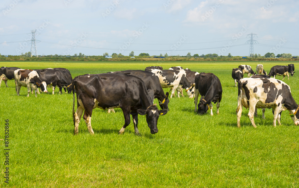 Herd of cows grazing in a meadow in summer