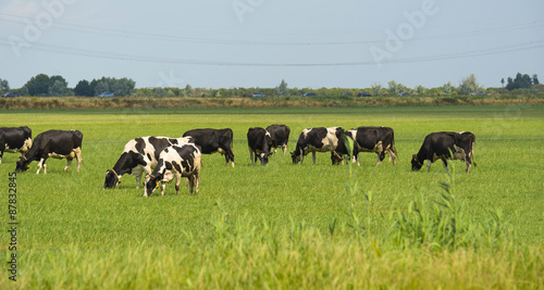 Herd of cows grazing in a meadow in summer © Naj