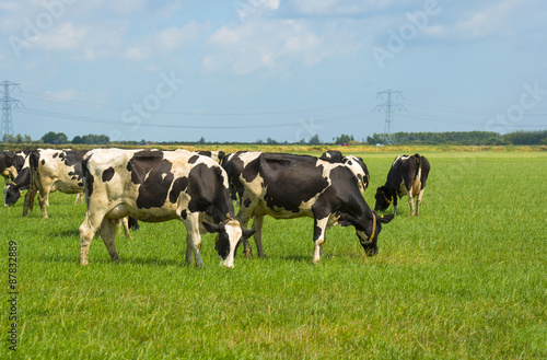 Herd of cows grazing in a meadow in summer © Naj