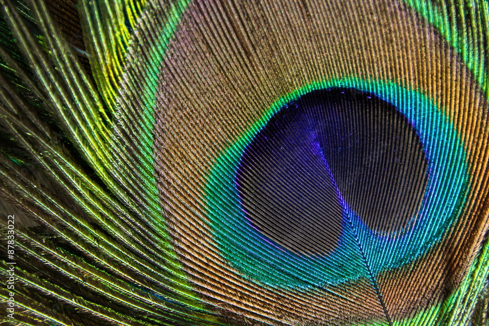 Obraz premium Peacock Feather