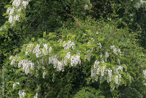 Robinier faux acacia, Robinia pseudoacacia photo