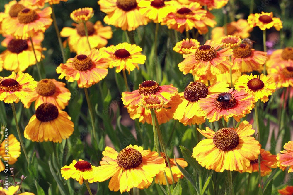 Field beautiful Gaillardia flowers Field beautiful Gaillardia flowers