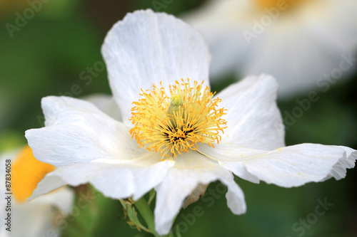 Limnanthes douglasii flower photo