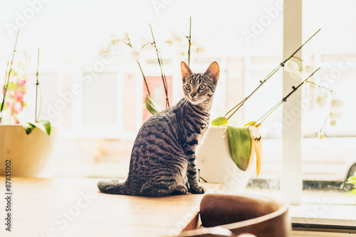 Fototapeta Naklejka Na Ścianę i Meble -  Young tabby cat sitting on a wooden table