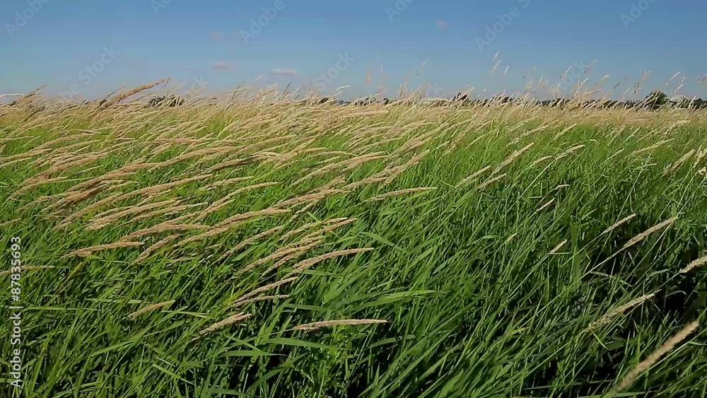 Spikelets swaying on the wind. Wind in the field. Spikelets swaying on the wind. Wind in the field.