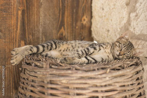 Cat sleeping on the wicker basket photo