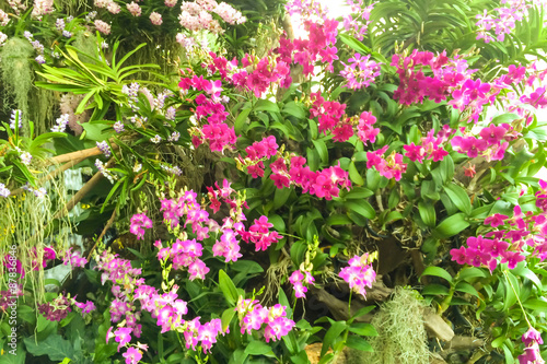 Wallpaper Mural Orchids with Leaves Torontodigital.ca