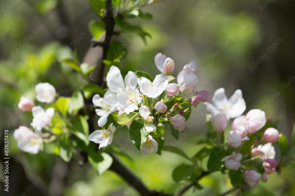 flowers on the fruit tree in nature flowers on the fruit tree in nature