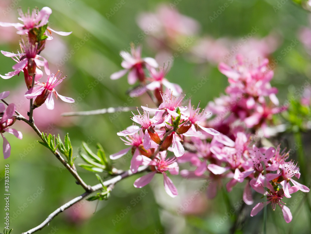 pink flowers on the branch of a bush pink flowers on the branch of a bush