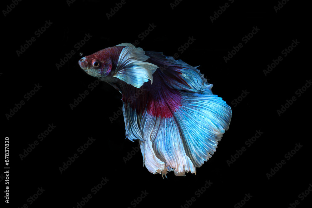 siamese fighting fish, betta splendens isolated on black background siamese fighting fish, betta splendens isolated on black background