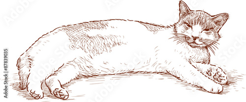 lazy cat