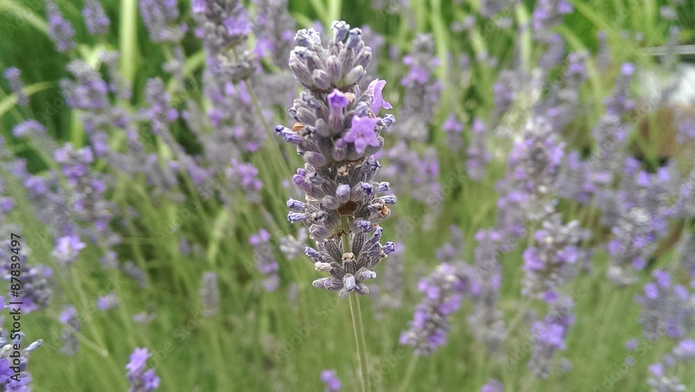 Lavendel Lavendel