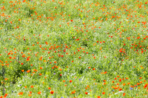 red poppies in a field in nature
