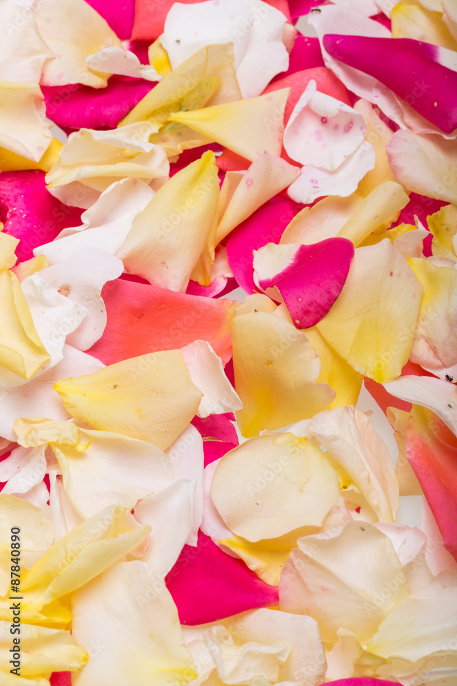  Petals of Pink and Yellow Roses Flowers. Background