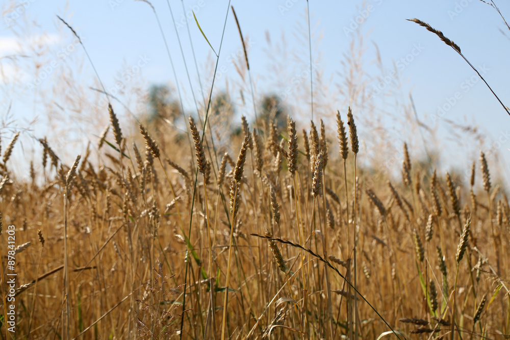 Fototapeta premium golden wheat in a farm field