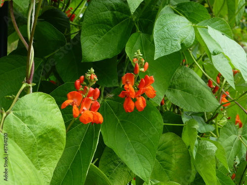 Blühende Feuerbohnen photo