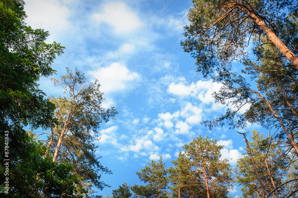 Obraz premium beautiful pine forest on the sky background