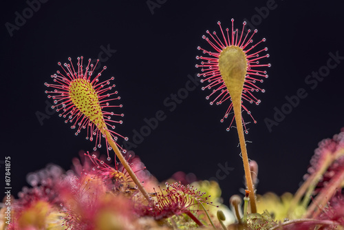 Fototapeta Naklejka Na Ścianę i Meble -  Leaf of Sundew. Sundew (Drosera) lives on swamps insects sticky leaves.