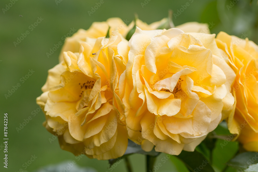Yellow Rose on the Branch in the Garden Yellow Rose on the Branch in the Garden